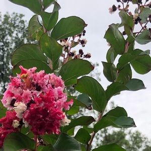 Meet your Posher, Brittney